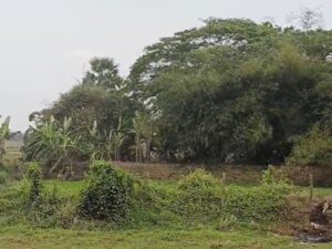 202603173711136-1773748307